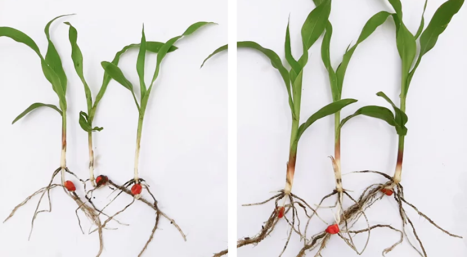 Сравнение разных обработок. Фото 2