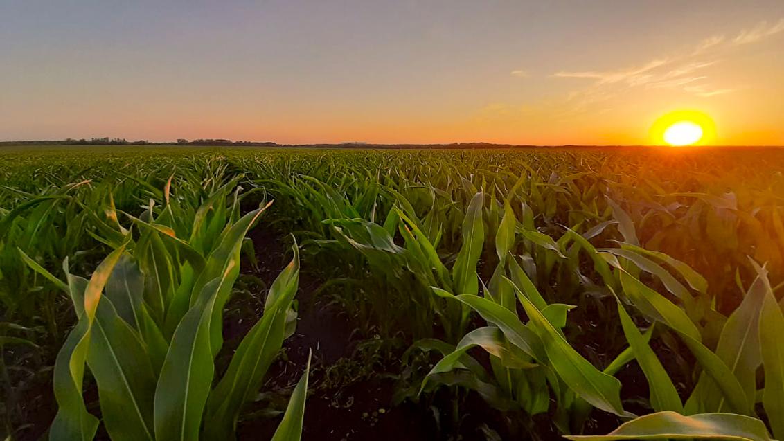 Гибриды кукурузы для стабильного урожая