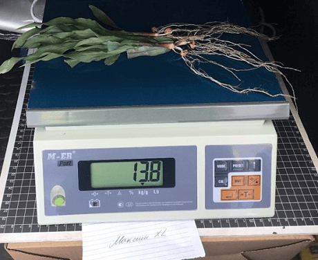 Обработка МАКСИМ® XL