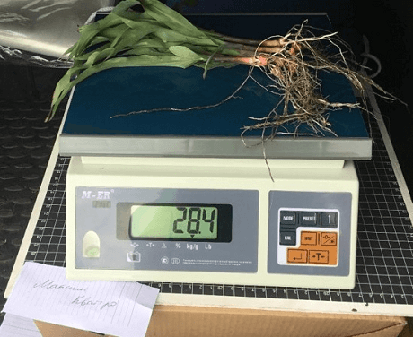 Обработка МАКСИМ® КВАТРО