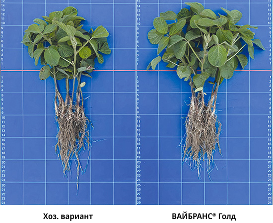Сравнение вайбранс и хоз. варианта. Фото 2