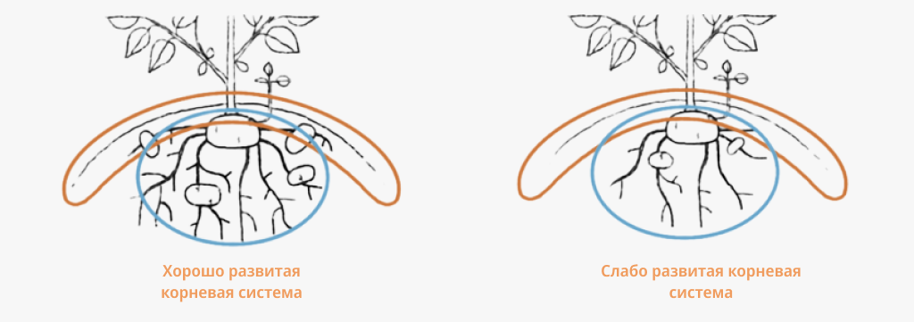 Сравнение корневых систем