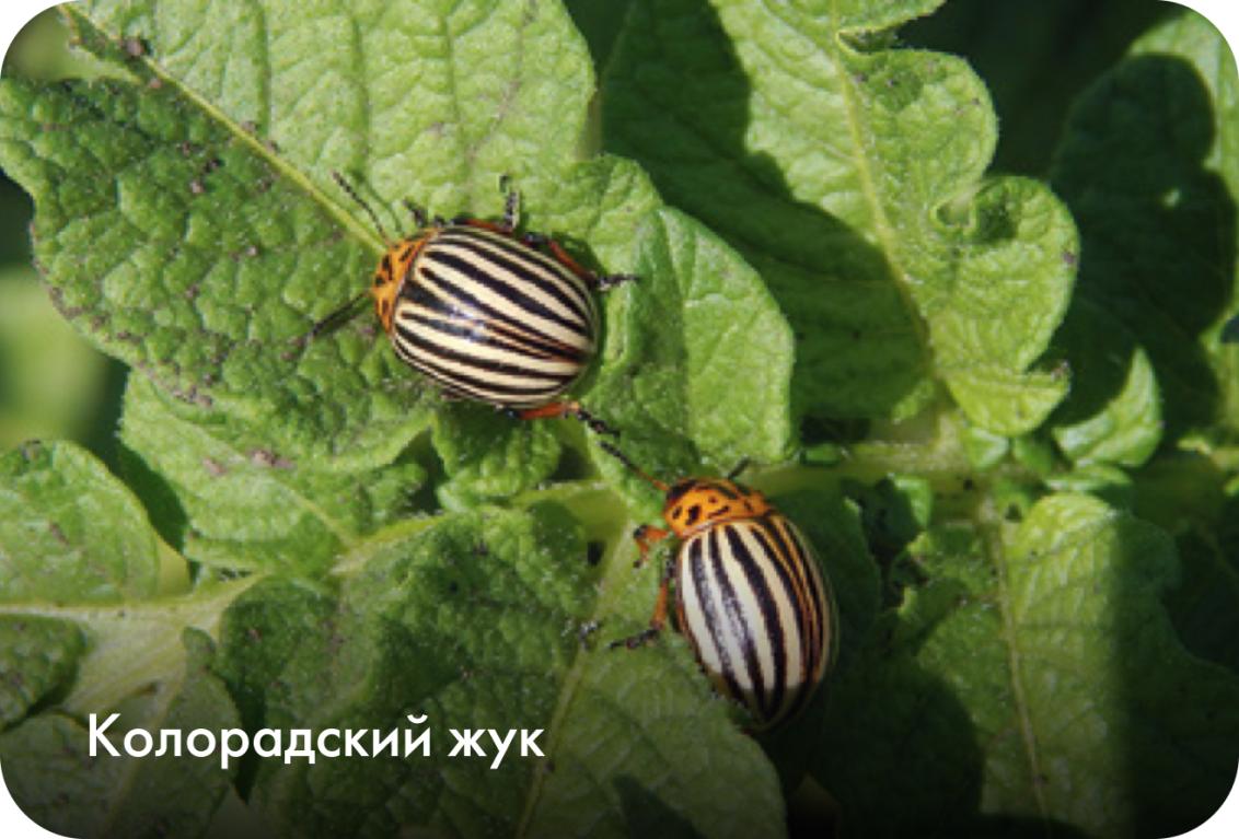 Колорадский жук