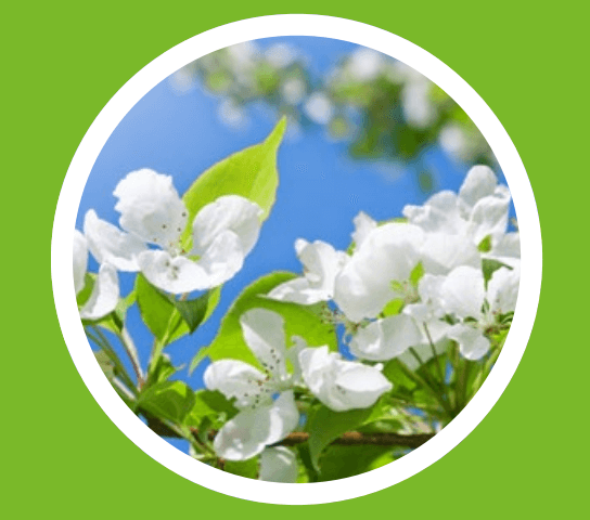 Контроль парши