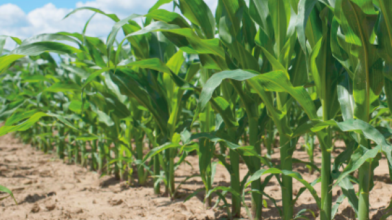 Система гербицидной защиты кукурузы