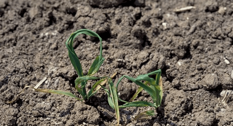 Вредители кукурузы