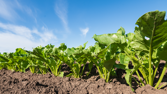 Сахарная свекла