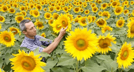 Заразиха кумская (подсолнечная)