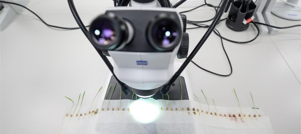 Влияние на сохранность семян и биологию растений слайд 3