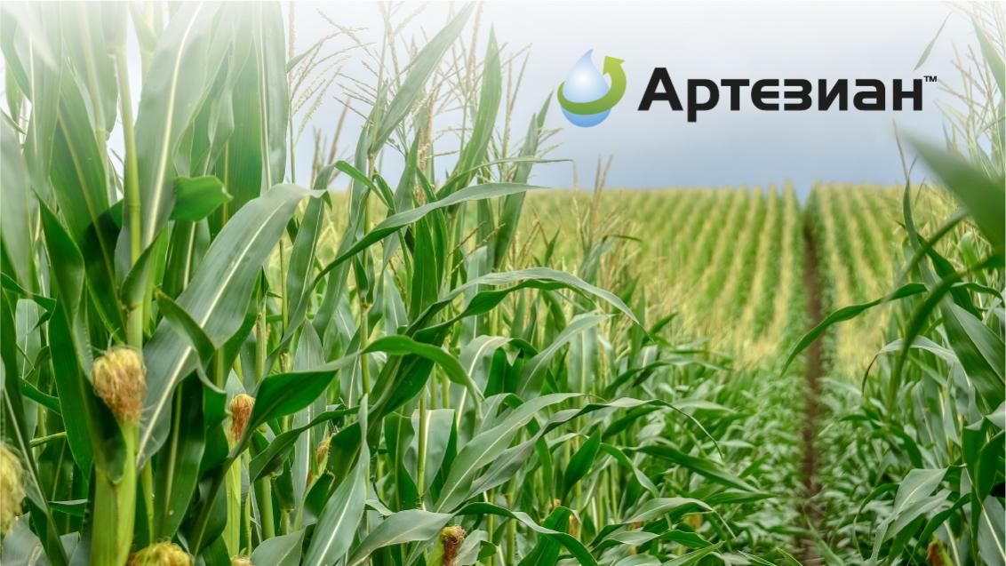 Кукуруза и изменение климата: что важно для сохранения урожая?