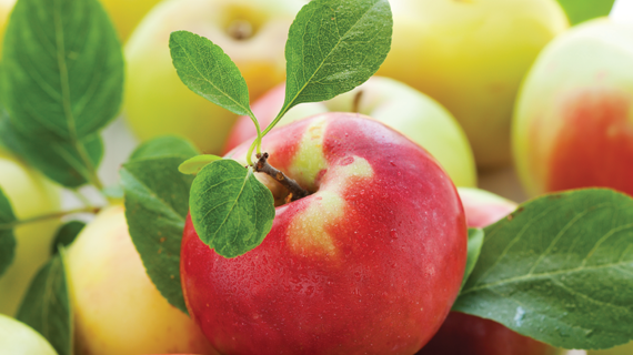 Школа управления урожаем по садам 2.0