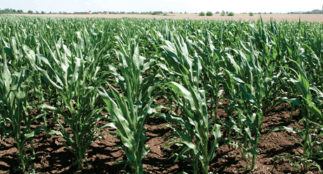 Статьи по кукурузе