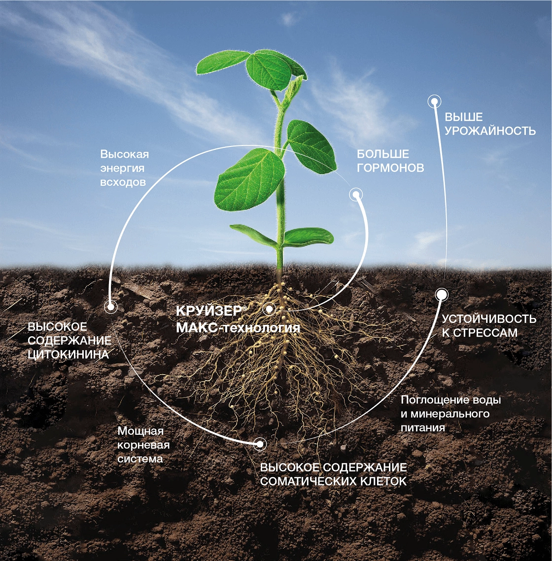 Принцип увеличения энергии прорастания растений сои