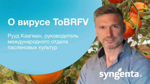 Сингента | Global Tomato Congress 2021. Часть 1