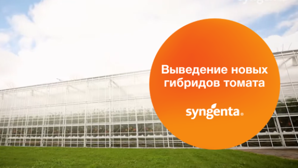 Сингента | Global Tomato Congress 2021. Часть 2