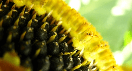 Экспресс™ компании FMC™