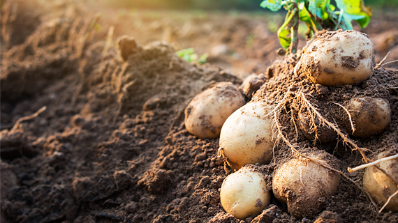 Школа управления урожаем по картофелю