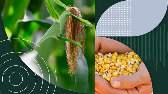 Скачать прайс-лист семян