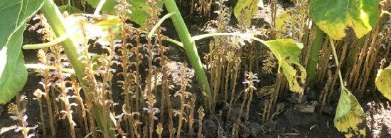 Заразиха кумская (подсолнечная)