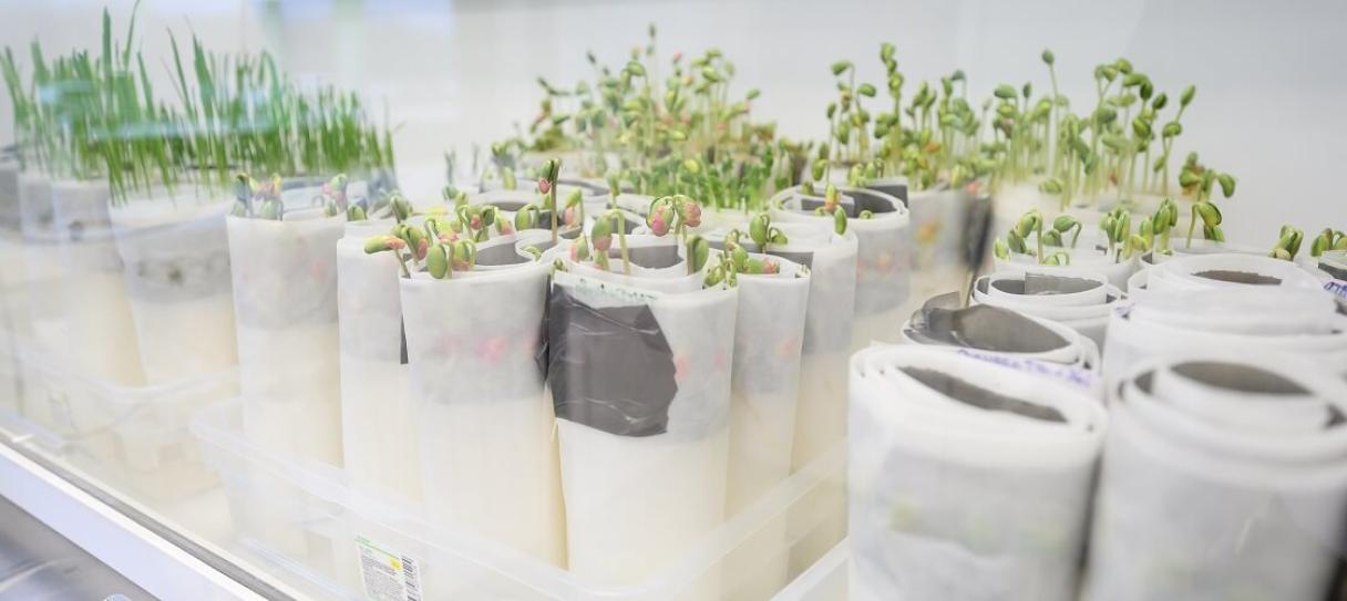 Влияние на сохранность семян и биологию растений слайд 4