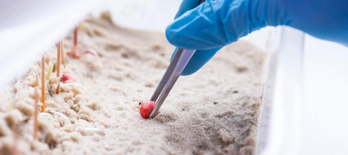 Влияние на сохранность семян и биологию растений слайд 2