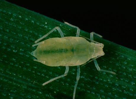 Инсектицидная защита семян