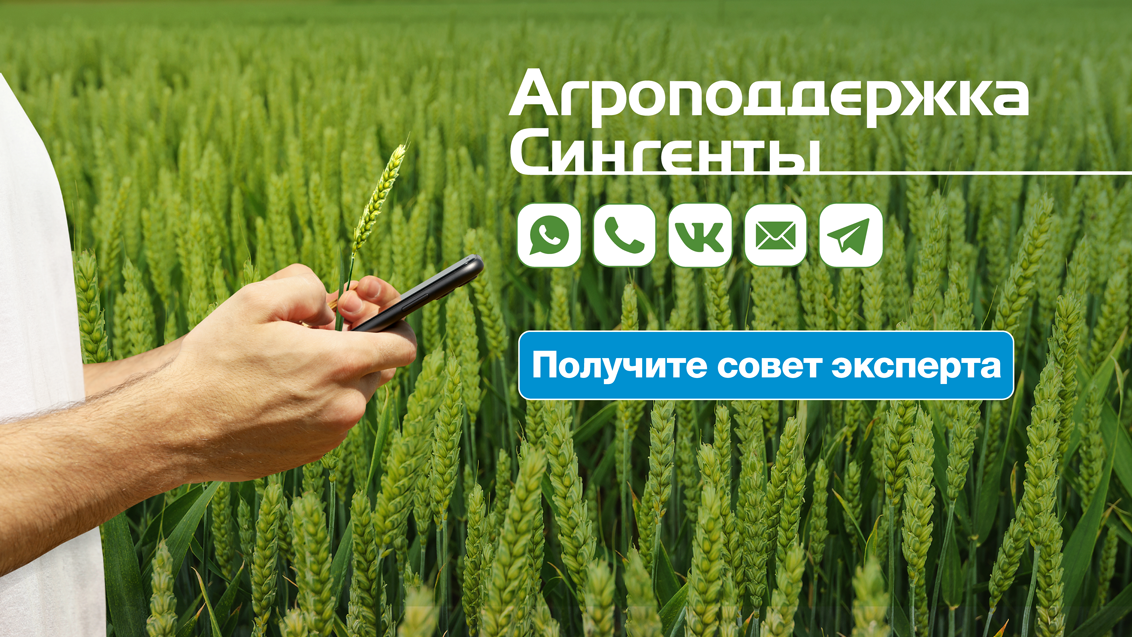 Агроподдержка «Сингенты»