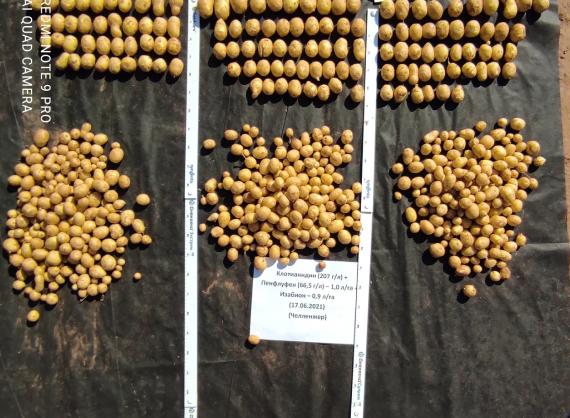 Клотианидин 207 г/л + пенфлуфен 66,5 г/л (0,33 л/т)