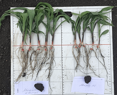 Слева: МАКСИМ® КВАТРО, Справа: МАКСИМ® XL