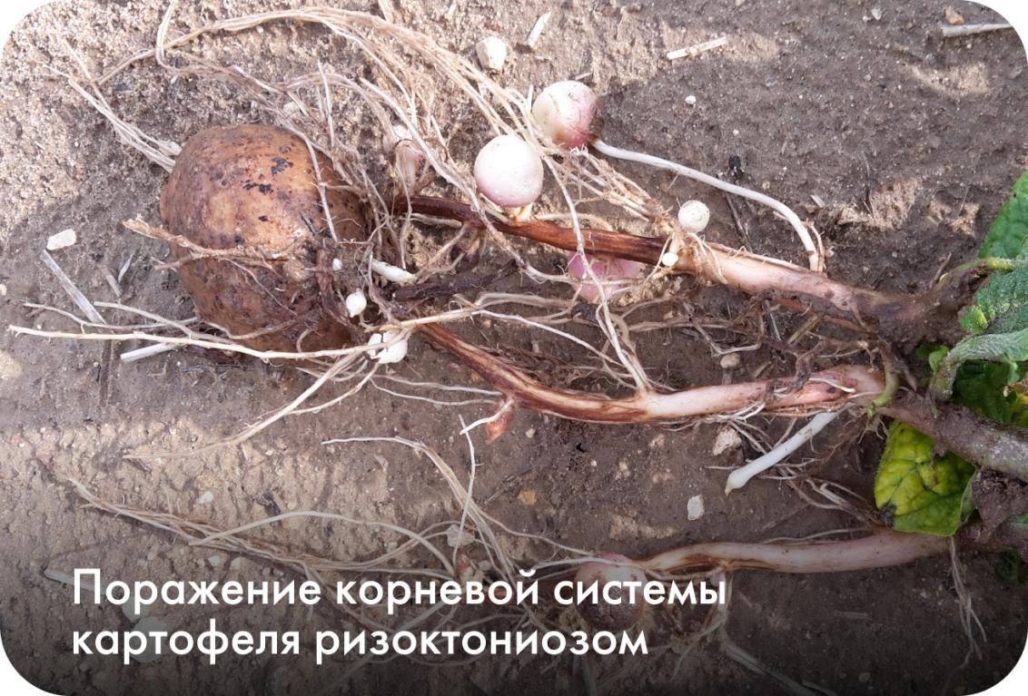 Поражение корневой системы картофеля ризоктониозом