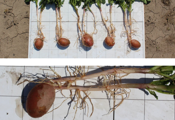 Клотианидин 207 г/л + пенфлуфен 66,5 г/л (0,35 л/т)