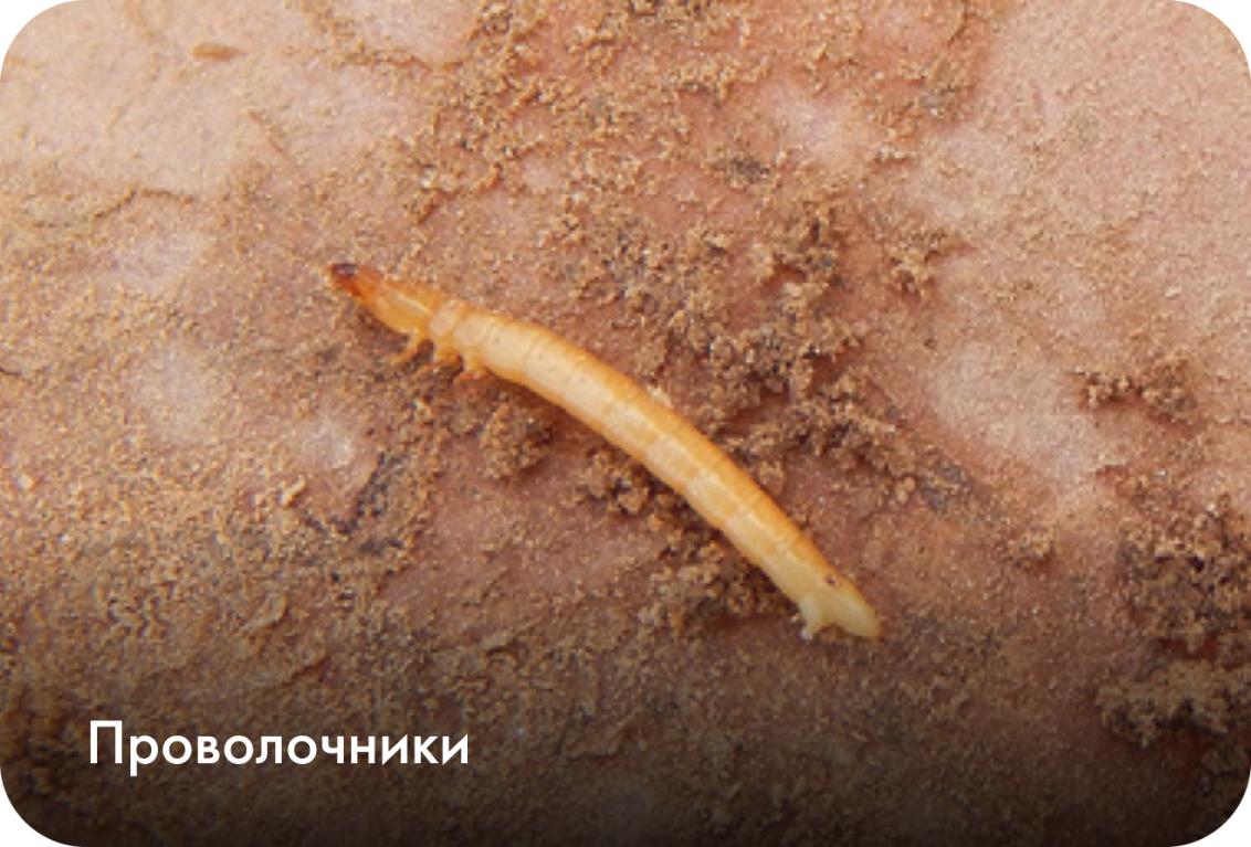 Проволочники