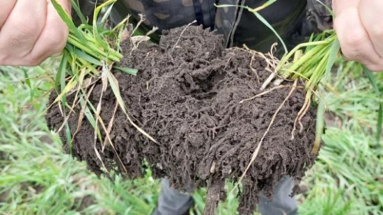 Более 500 тысяч гектаров обработаны ВАЙБРАНС® Интеграл