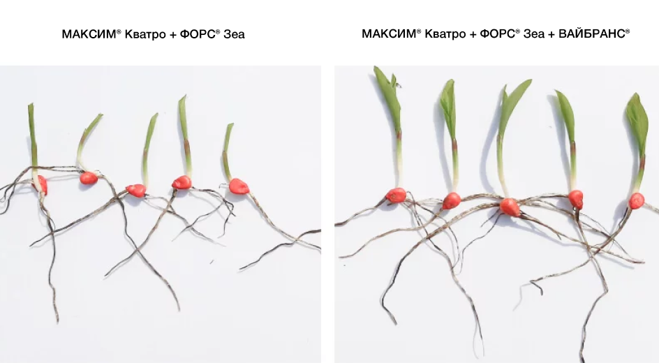 Сравнение разных обработок. Фото 1