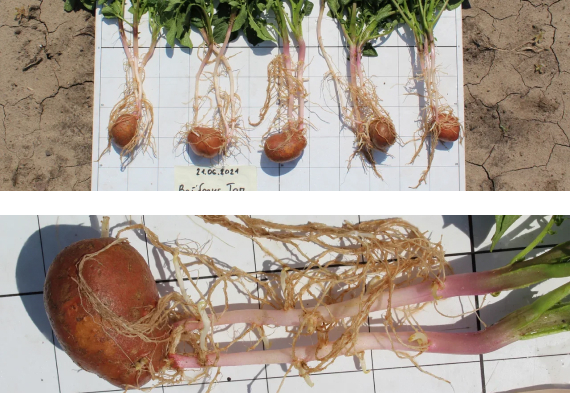 — ВАЙБРАНС® Топ 0,6 л/т