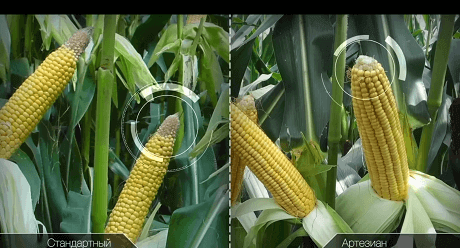 Видео по кукурузе