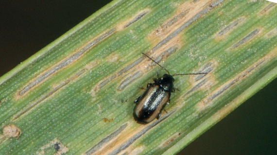 Атлас вредителей зерновых культур 2023