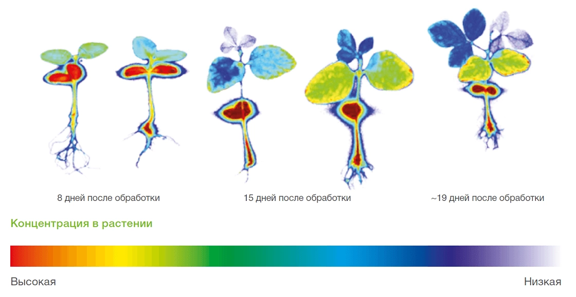 Системность тиабендазола