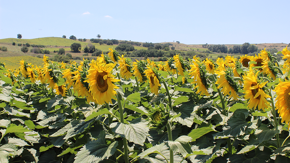 Подсолнечник